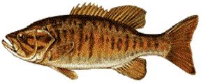 basssmfeb17.jpg